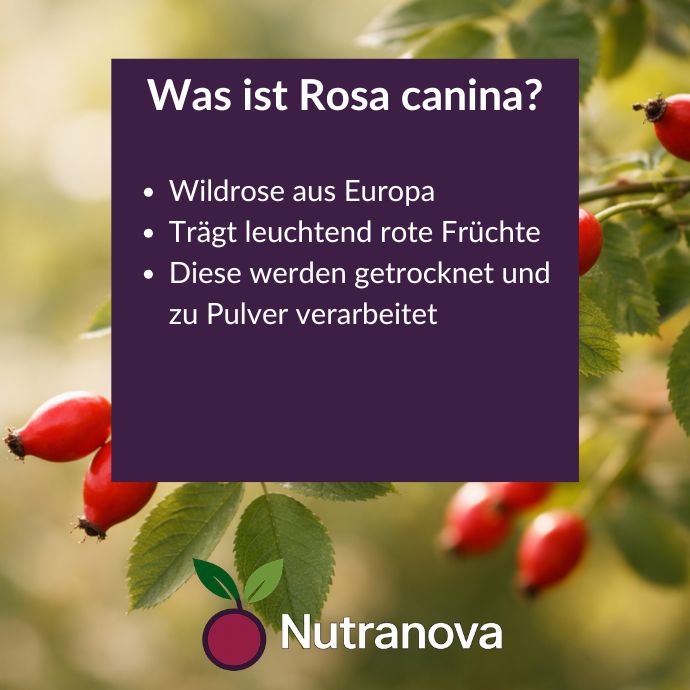 Bio-Hagebutten Kapseln – 150 vegane Kapseln mit 500 mg Hagebuttenpulver