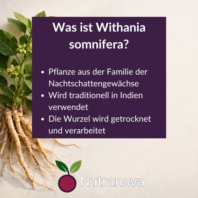 Bio-Ashwagandha Kapseln – 150 vegane Kapseln mit 500 mg Ashwagandha-Pulver