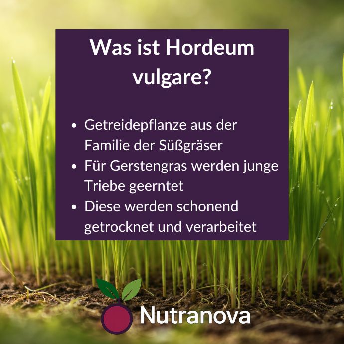 Bio-Gerstengras Kapseln – 150 vegane Kapseln mit 500 mg Gerstengraspulver