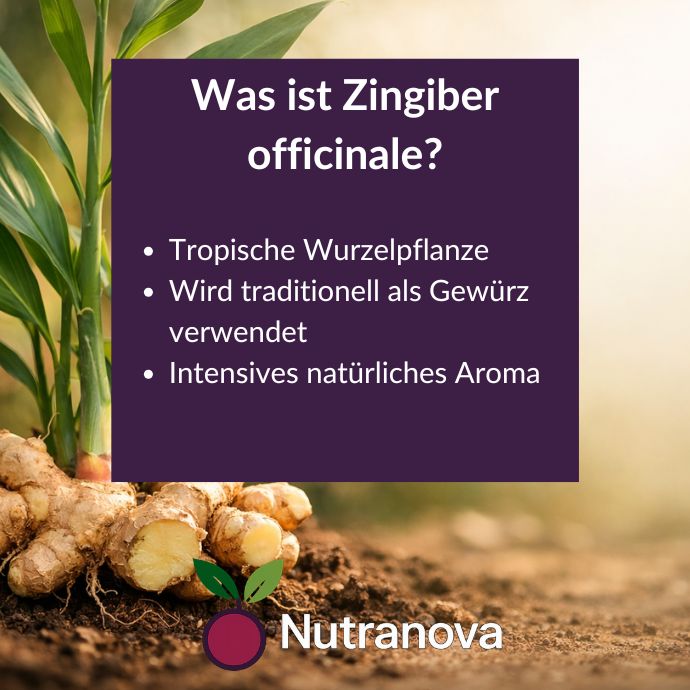 Bio-Ingwer Kapseln – 150 vegane Kapseln mit 500 mg Ingwerpulver